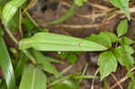 Green fringed orchid